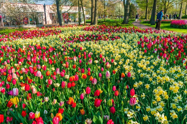 Lisse Holllland Nisan 2023 Ziyaretçiler Dünyanın Büyük Çiçek Bahçelerinden Biri — Stok fotoğraf