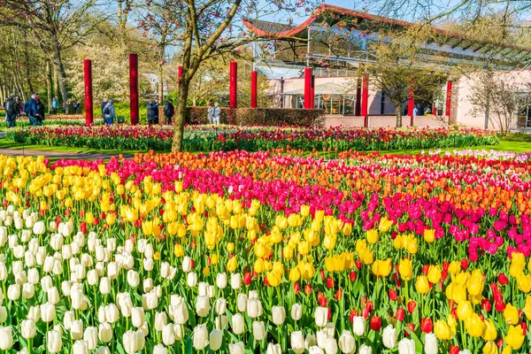 LISSE, HOLLLLAND - 19 Nisan 2023: Ziyaretçiler, dünyanın en büyük çiçek bahçelerinden biri olan Keukenhof Park 'ta çiçek açan lalelerin ve dünya çapında popüler bir turizm merkezinin keyfini çıkarıyorlar..
