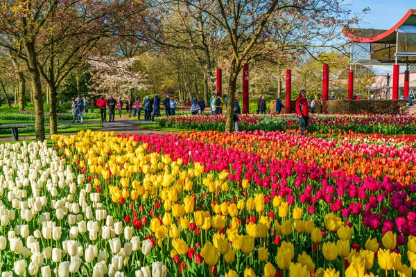 Lisse Holland Duben 2023 Návštěvníci Mohou Vychutnat Kvetoucí Tulipány Parku — Stock fotografie