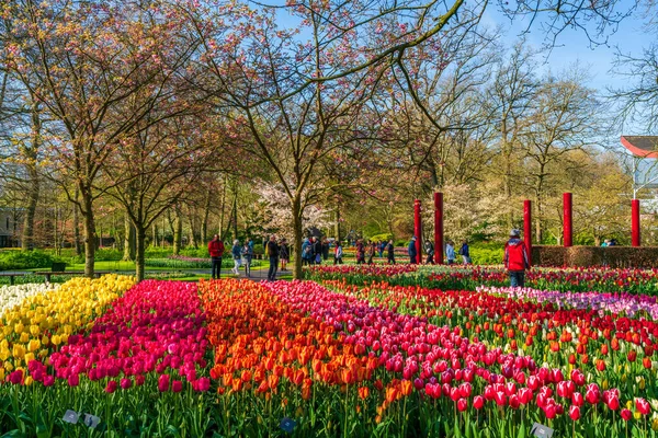 LISSE, HOLLLLAND - 19 Nisan 2023: Ziyaretçiler, dünyanın en büyük çiçek bahçelerinden biri olan Keukenhof Park 'ta çiçek açan lalelerin ve dünya çapında popüler bir turizm merkezinin keyfini çıkarıyorlar..