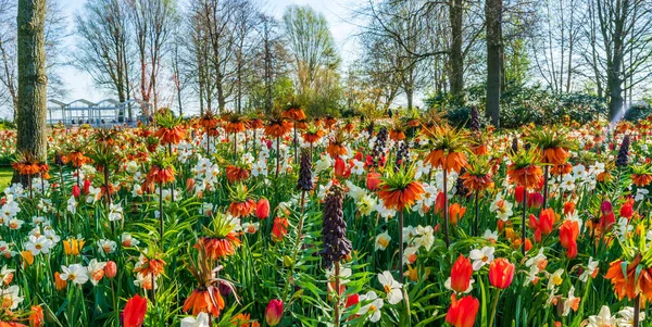 荷兰Keukenhof花园盛开的花朵 有选择的重点 — 图库照片
