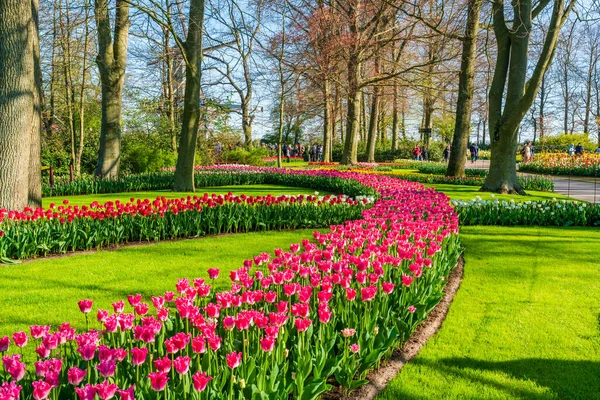 LISSE, HOLLLLAND - 19 Nisan 2023: Keukenhof Park 'ta çiçek açan laleler, dünyanın en büyük çiçek bahçelerinden biri ve dünya çapında popüler bir turizm merkezi..