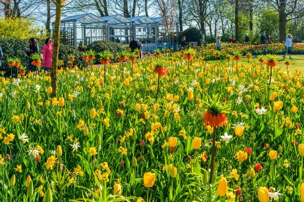 LISSE, HOLLLLAND - 19 Nisan 2023: Keukenhof Park 'ta çiçek açan çiçekler, dünyanın en büyük çiçek bahçelerinden biri ve dünya çapında popüler bir turizm merkezi..