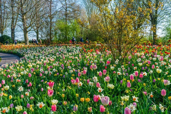 Лиссе Голландия Апреля 2023 Года Посетители Наслаждаются Цветущими Цветами Парке — стоковое фото