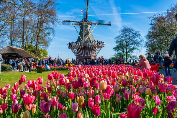 LISSE, HOLLLLAND - 19 Nisan 2023: Ziyaretçiler, dünyanın en büyük çiçek bahçelerinden biri olan Keukenhof Park 'ta çiçek açan lalelerin ve dünya çapında popüler bir turizm merkezinin keyfini çıkarıyorlar..