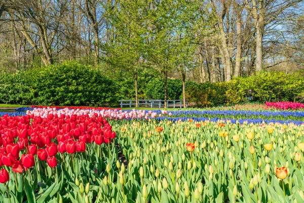 Красивый Сад Keukenhof Цветущими Тюльпанами Голландия — стоковое фото