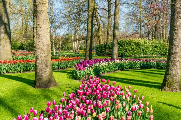 Красивый Сад Keukenhof Цветущими Тюльпанами Голландия — стоковое фото