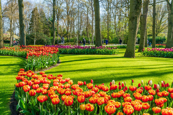 LISSE, HOLLAND - APRIL 19, 2023: Blooming tulips in Keukenhof Park, one of the world's largest flower gardens and a worldwide popular tourist attraction.