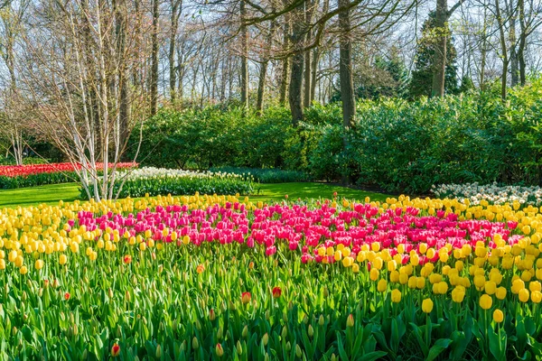 Beau Jardin Keukenhof Avec Tulipes Fleurs Hollande — Photo