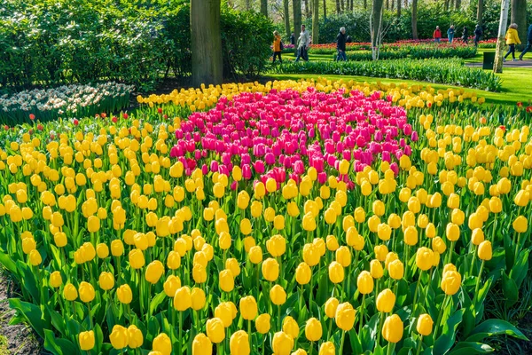 Lisse Holllland Nisan 2023 Keukenhof Park Çiçek Açan Laleler Dünyanın — Stok fotoğraf
