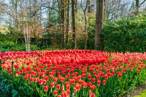 オランダ ケケンホフ公園の美しい開花チューリップ — ストック写真