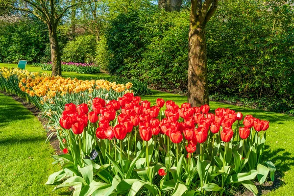 Цветущие Цветы Голландском Саду Кеукенбаум Селективный Фокус — стоковое фото