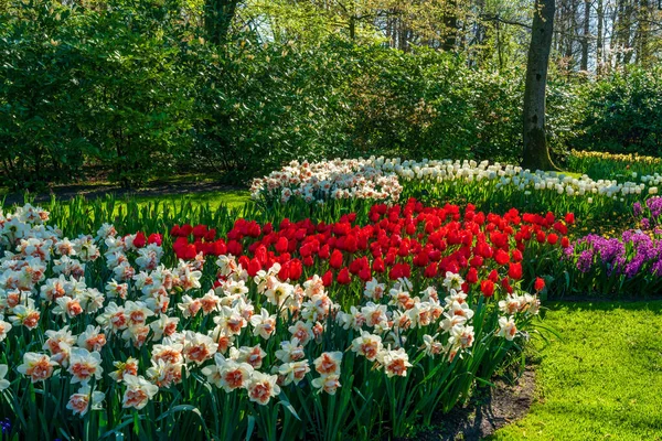 Hollanda Daki Keukenhof Bahçesi Nde Çiçek Açan Güzel Çiçekler Seçici — Stok fotoğraf