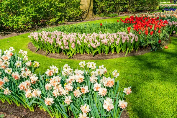 Hermosas Flores Flor Keukenhof Garden Holanda Enfoque Selectivo — Foto de Stock