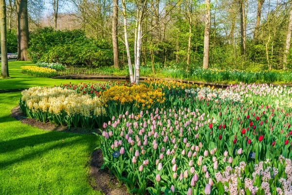Schöner Keukenhof Garten Mit Blühenden Blumen Holland — Stockfoto