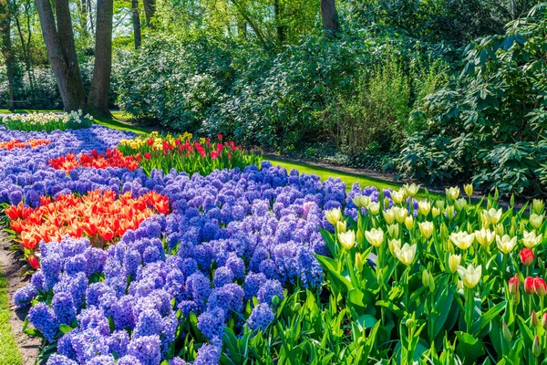 Красивый Сад Кеукенхоф Цветущими Цветами Голландия Селективный Фокус — стоковое фото