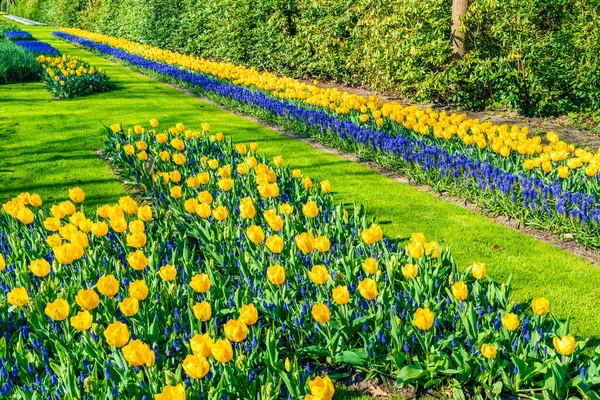 Hollanda Daki Keukenhof Garden Güzel Laleler Seçici Odak — Stok fotoğraf