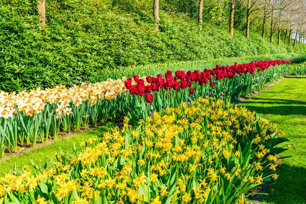Hermosas Flores Flor Keukenhof Garden Holanda Enfoque Selectivo — Foto de Stock