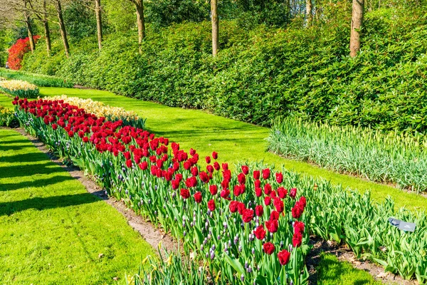 Krásné Kvetoucí Tulipány Keukenhof Garden Holandsku Selektivní Zaměření — Stock fotografie