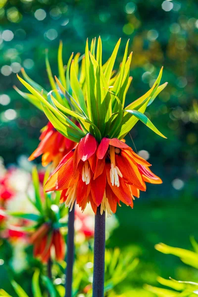 Прекрасна Квітка Crown Imperial Fritillaria Imperialis Саду Кеукенхоф Голландія Вибіркове — стокове фото