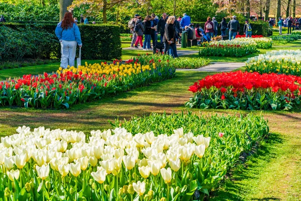 Lisse Holland Kwietnia 2023 Odwiedzający Mogą Cieszyć Się Kwitnącymi Tulipanami — Zdjęcie stockowe