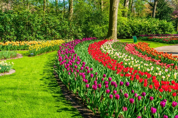 Mooie Keukenhof Tuin Met Bloeiende Tulpen Nederland — Stockfoto