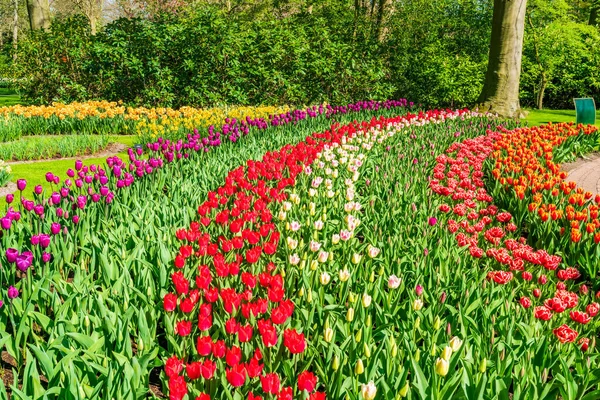 Vacker Keukenhof Trädgård Med Blommande Tulpaner Holland — Stockfoto