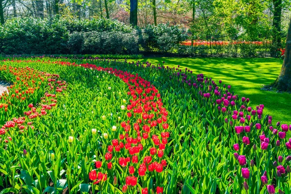 Krásná Keukenhof Garden Kvetoucími Tulipány Holandsko — Stock fotografie