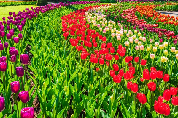 Vackra Blommande Tulpaner Keukenhof Garden Holland Selektiv Inriktning — Stockfoto