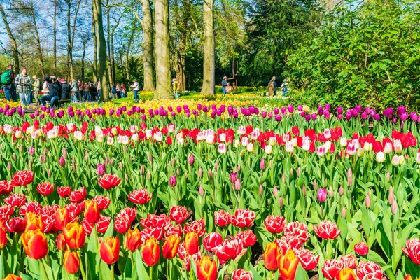 Lisse Holland エイプリル19 2023年 世界最大級の花畑と世界的に人気のある観光地の1つであるケケンホフ公園にチューリップを咲かせます — ストック写真