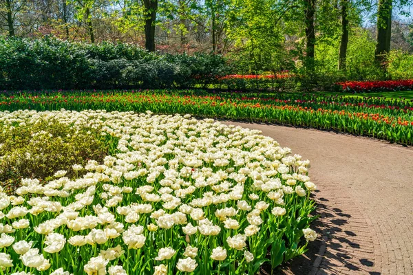荷兰Keukenhof花园美丽的开花郁金香 有选择的重点 — 图库照片
