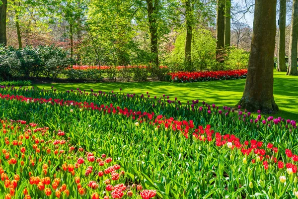 Güzel Keukenhof Bahçesi Çiçekli Laleler Hollanda — Stok fotoğraf