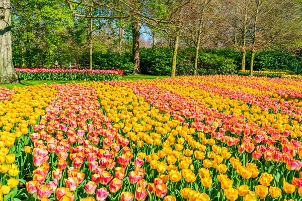 美丽的Keukenhof花园 荷兰郁金香盛开 有选择的重点 — 图库照片