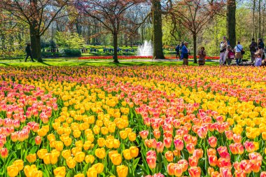 LISSE, HOLLLLAND - 19 Nisan 2023: Keukenhof Park 'ta çiçek açan laleler, dünyanın en büyük çiçek bahçelerinden biri ve dünya çapında popüler bir turizm merkezi..
