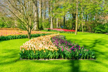 Güzel Keukenhof Bahçesi Çiçekli laleler, Hollanda