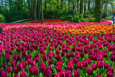 LISSE, HOLLLLAND - 19 Nisan 2023: Keukenhof Park 'ta çiçek açan laleler, dünyanın en büyük çiçek bahçelerinden biri ve dünya çapında popüler bir turizm merkezi..