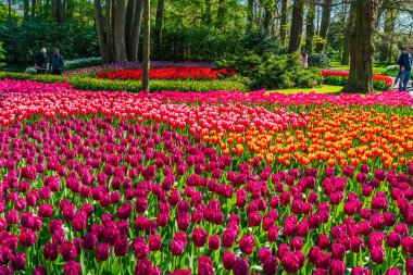 LISSE, HOLLLLAND - 19 Nisan 2023: Keukenhof Park 'ta çiçek açan laleler, dünyanın en büyük çiçek bahçelerinden biri ve dünya çapında popüler bir turizm merkezi..