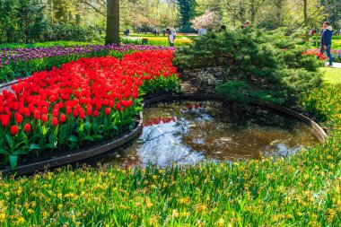 LISSE, HOLLLLAND - 19 Nisan 2023: Keukenhof Park 'ta çiçek açan laleler, dünyanın en büyük çiçek bahçelerinden biri ve dünya çapında popüler bir turizm merkezi..
