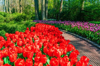 Çiçekli laleleri olan güzel Keukenhof Bahçesi, Hollanda. Seçici odak