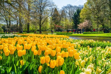 LISSE, HOLLLAND (19 Nisan 2023 - Keukenhof, ayrıca Avrupa Bahçesi olarak da bilinir), Lisse 'de bulunan dünyanın en büyük çiçek bahçelerinden biridir. Dünya çapında popüler bir turizm merkezi..