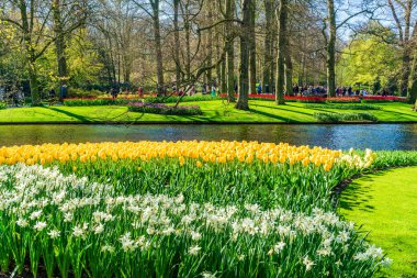 LISSE, HOLLLAND (19 Nisan 2023 - Keukenhof, ayrıca Avrupa Bahçesi olarak da bilinir), Lisse 'de bulunan dünyanın en büyük çiçek bahçelerinden biridir. Dünya çapında popüler bir turizm merkezi..