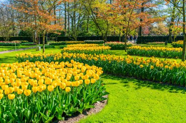 LISSE, HOLLLLAND - 19 Nisan 2023: Keukenhof Park 'ta çiçek açan laleler, dünyanın en büyük çiçek bahçelerinden biri ve dünya çapında popüler bir turizm merkezi..