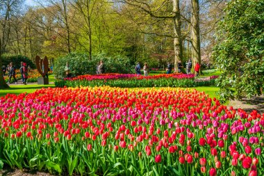 LISSE, HOLLLLAND - 19 Nisan 2023: Keukenhof Park 'ta çiçek açan laleler, dünyanın en büyük çiçek bahçelerinden biri ve dünya çapında popüler bir turizm merkezi..
