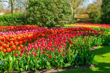 Beautiful Keukenhof Garden with blooming tulips, Holland clipart