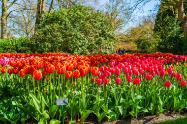 Hollanda, Keukenhof Garden 'da güzel laleler. Seçici odak