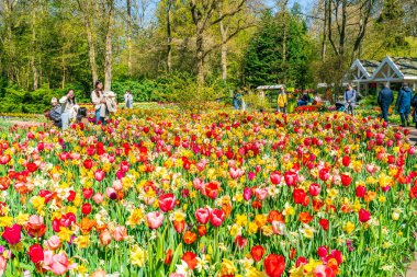 LISSE, HOLLLLAND - 19 Nisan 2023: Ziyaretçiler, dünyanın en büyük çiçek bahçelerinden biri olan Keukenhof Park 'ta çiçek açan lalelerin ve dünya çapında popüler bir turizm merkezinin keyfini çıkarıyorlar..