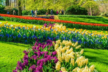 LISSE, HOLLLLAND - 19 Nisan 2023: Ziyaretçiler, dünyanın en büyük çiçek bahçelerinden biri olan Keukenhof Park 'ta çiçek açan lalelerin ve dünya çapında popüler bir turizm merkezinin keyfini çıkarıyorlar..