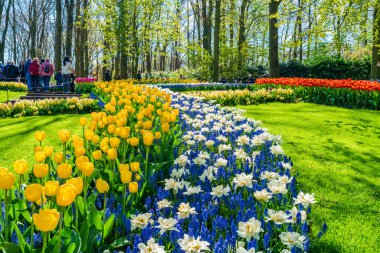 LISSE, HOLLLLAND - 19 Nisan 2023: Keukenhof Park 'ta çiçek açan çiçekler, dünyanın en büyük çiçek bahçelerinden biri ve dünya çapında popüler bir turizm merkezi..