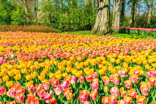 Hermoso Jardín Keukenhof Con Tulipanes Florecientes Holanda Enfoque Selectivo — Foto de Stock