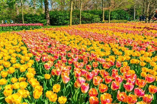 2023年4月19日 世界上最大的花园之一 世界上最受欢迎的旅游胜地之一 Keukenhof公园盛开的郁金香 — 图库照片